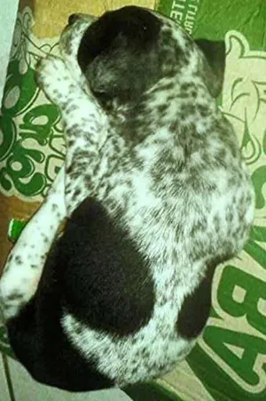 Cachorro raça Dálmata idade Abaixo de 2 meses nome Pintada