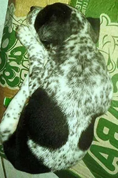 Cachorro ra a Dálmata idade Abaixo de 2 meses nome Pintada