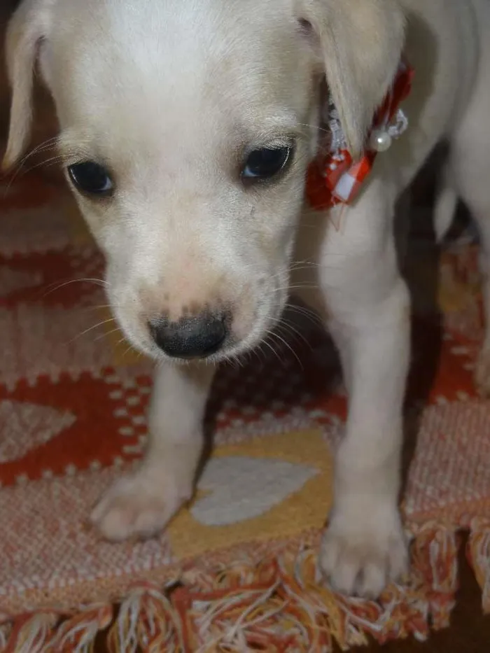 Cachorro ra a vira lata idade Abaixo de 2 meses nome mel