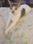 Fio
