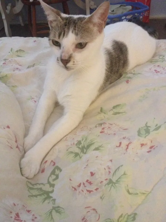 Gato ra a Srd idade 2 anos nome Fio