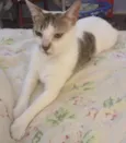 Fio