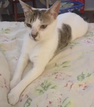 Gato raça Srd idade 2 anos nome Fio