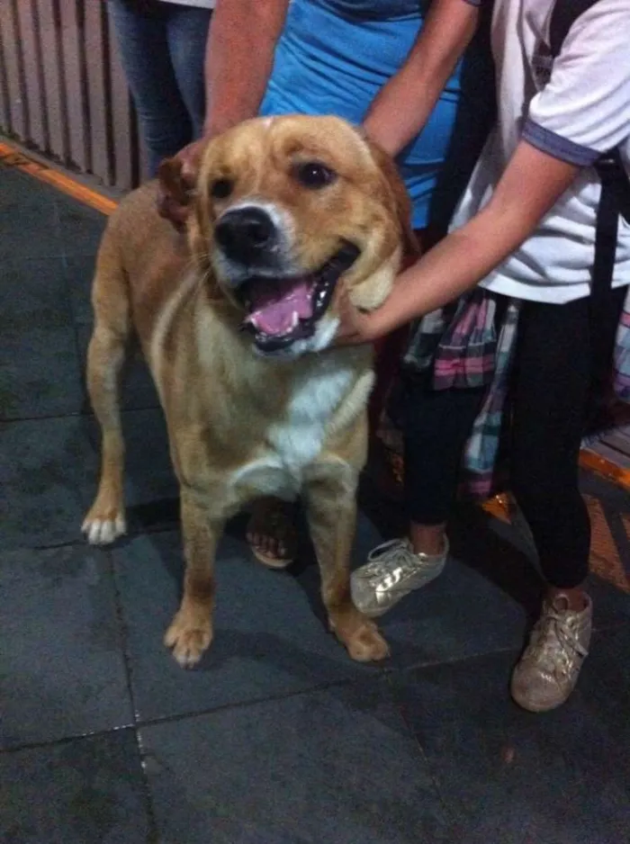 Cachorro ra a Labrador mix idade 7 a 11 meses nome Marlon