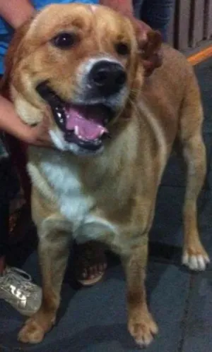 Cachorro raça Labrador mix idade 7 a 11 meses nome Marlon