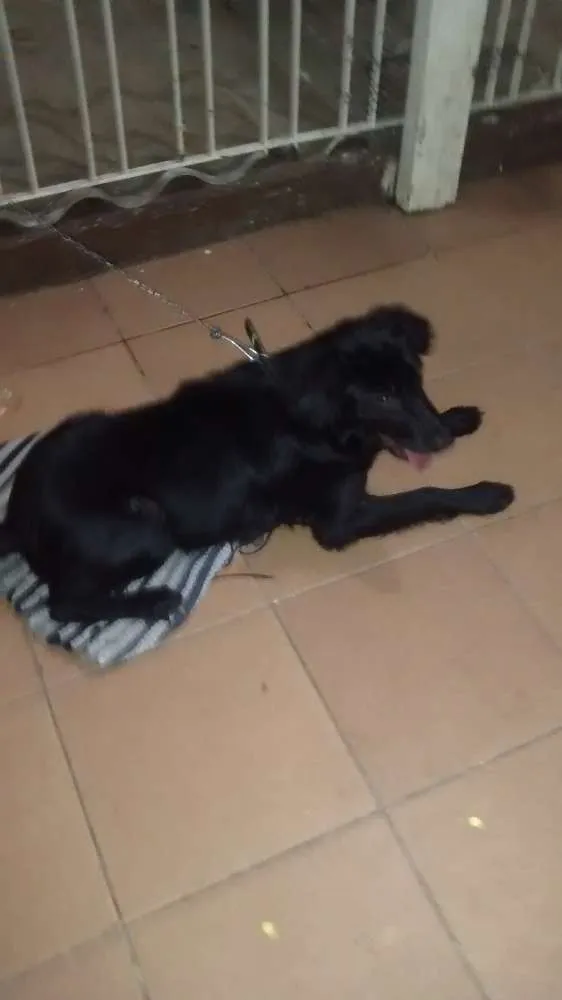 Cachorro raça Sr idade 2 a 6 meses nome Lili