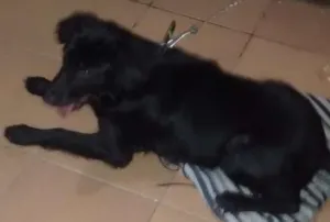Cachorro raça Sr idade 2 a 6 meses nome Lili