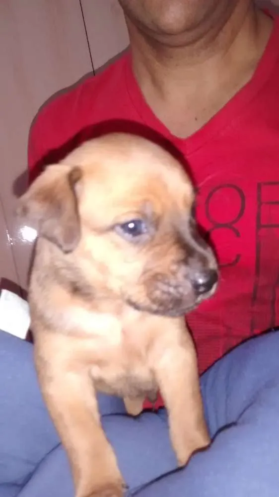 Cachorro ra a Vira Lata idade Abaixo de 2 meses nome Vladmir