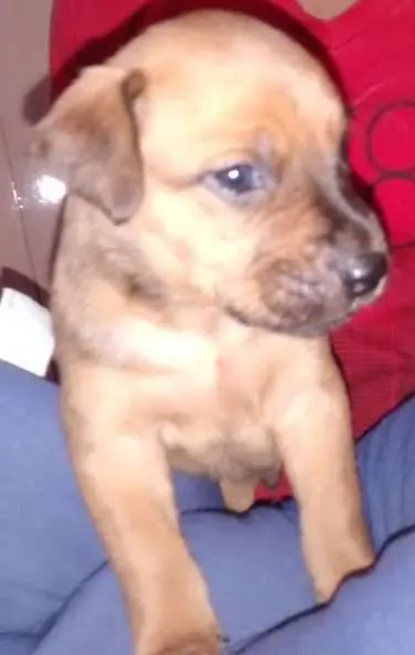 Cachorro ra a Vira Lata idade Abaixo de 2 meses nome Vladmir