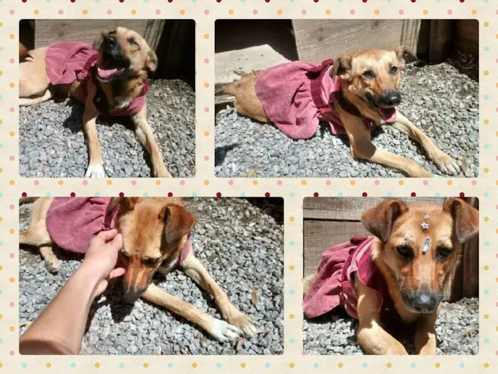 Cachorro ra a srd idade 7 a 11 meses nome Rosinha
