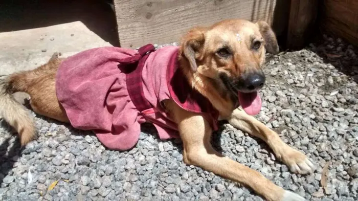 Cachorro ra a srd idade 7 a 11 meses nome Rosinha