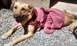 Cachorro raça srd idade 7 a 11 meses nome Rosinha