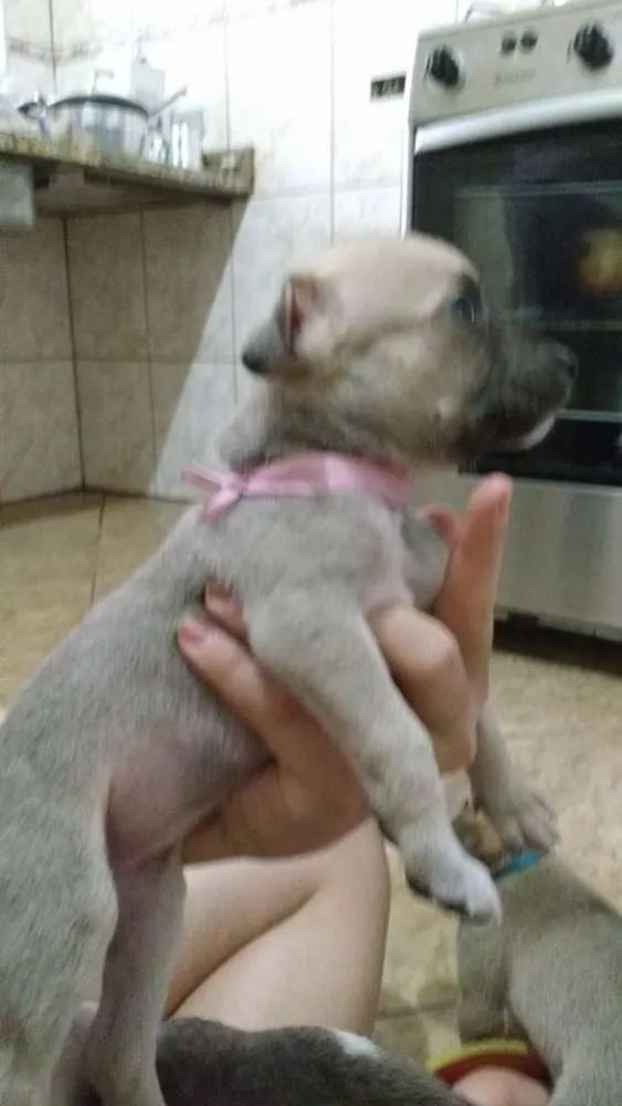 Cachorro ra a Não definida idade Abaixo de 2 meses nome sem nome