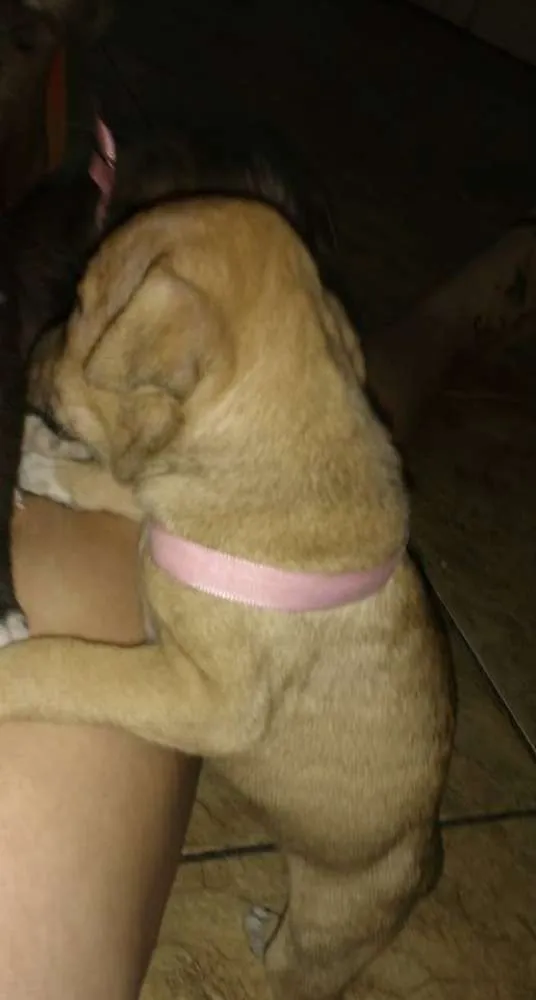Cachorro ra a Não definida idade Abaixo de 2 meses nome sem nome