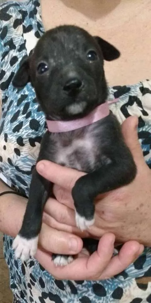 Cachorro ra a Não definida idade Abaixo de 2 meses nome sem nome