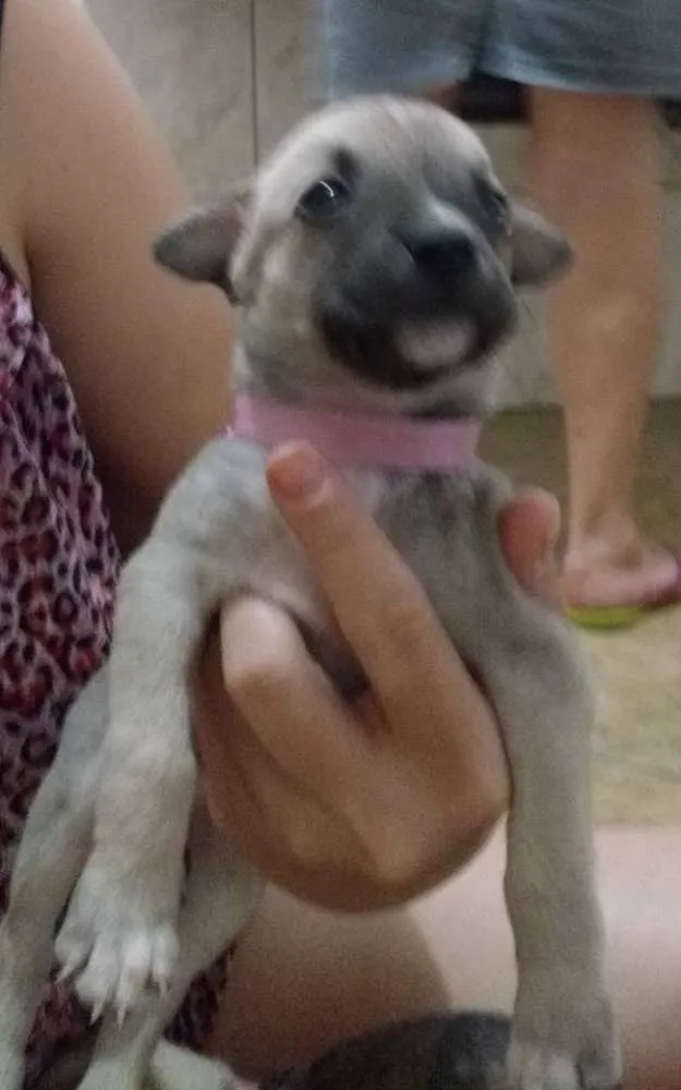 Cachorro ra a Não definida idade Abaixo de 2 meses nome sem nome
