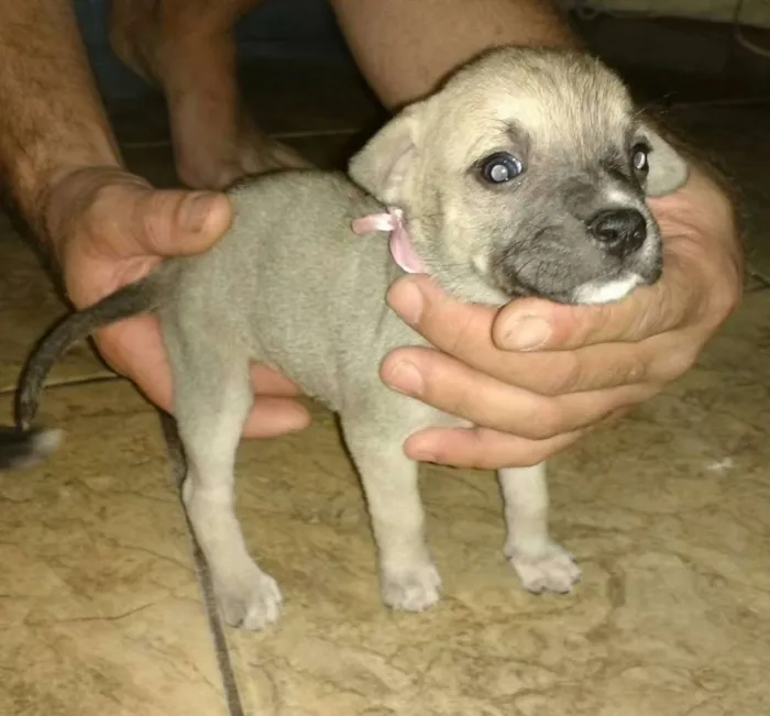 Cachorro ra a Não definida idade Abaixo de 2 meses nome sem nome