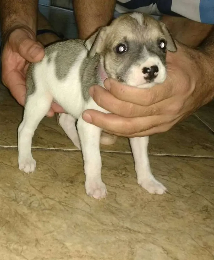 Cachorro ra a Não definida idade Abaixo de 2 meses nome sem nome