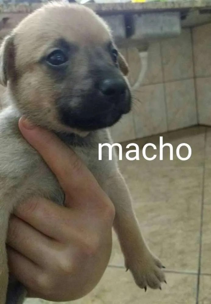 Cachorro ra a Não definida idade Abaixo de 2 meses nome sem nome
