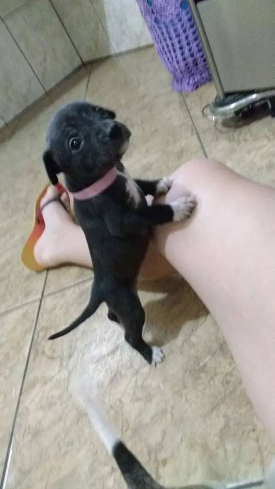 Cachorro ra a Não definida idade Abaixo de 2 meses nome sem nome