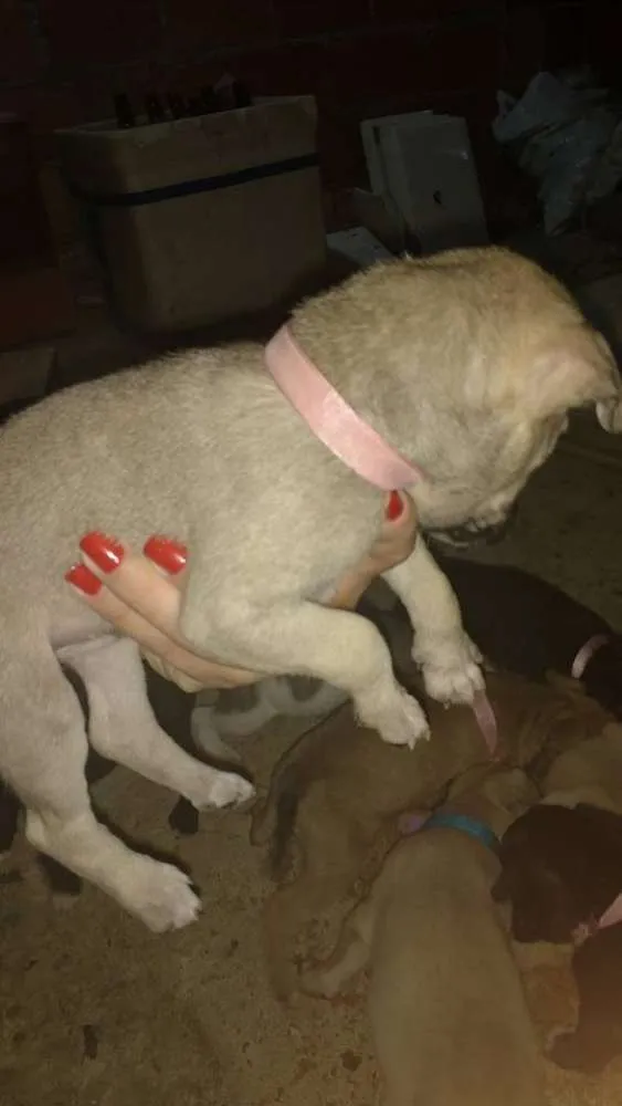 Cachorro ra a Não definida idade Abaixo de 2 meses nome sem nome