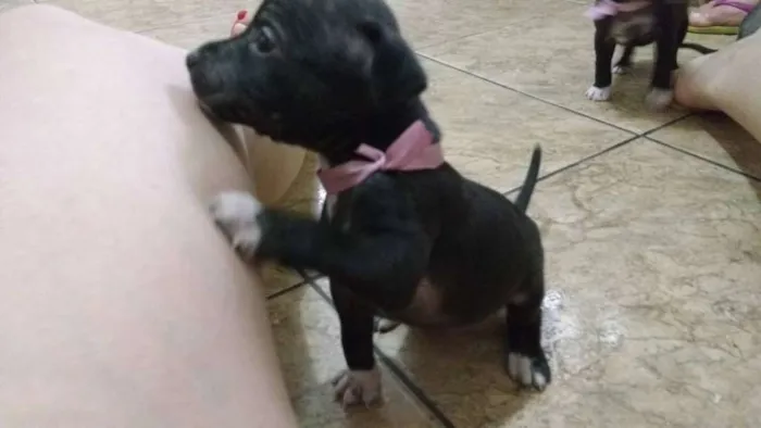 Cachorro ra a Não definida idade Abaixo de 2 meses nome sem nome