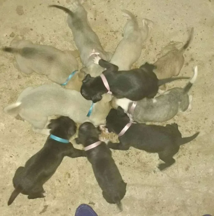 Cachorro ra a Não definida idade Abaixo de 2 meses nome sem nome