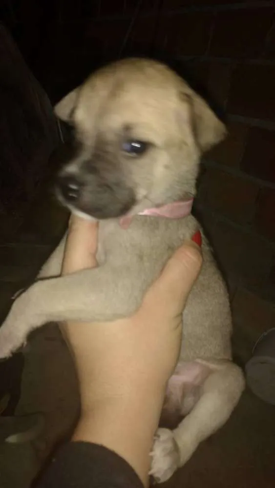 Cachorro ra a Não definida idade Abaixo de 2 meses nome sem nome