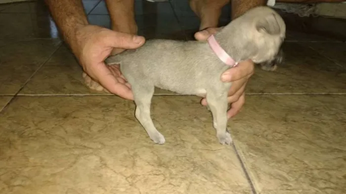 Cachorro ra a Não definida idade Abaixo de 2 meses nome sem nome