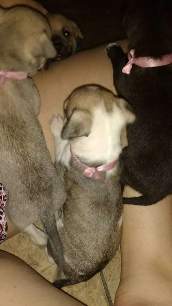 Cachorro ra a Não definida idade Abaixo de 2 meses nome sem nome