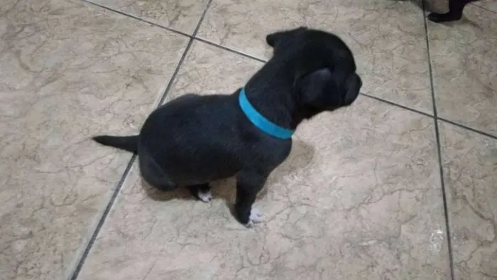 Cachorro ra a Não definida idade Abaixo de 2 meses nome sem nome
