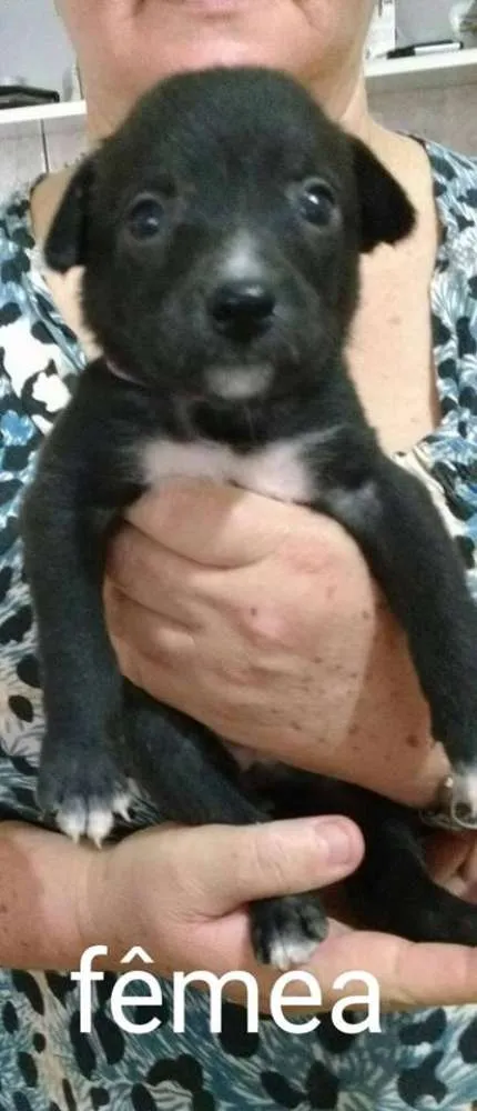 Cachorro ra a Não definida idade Abaixo de 2 meses nome sem nome