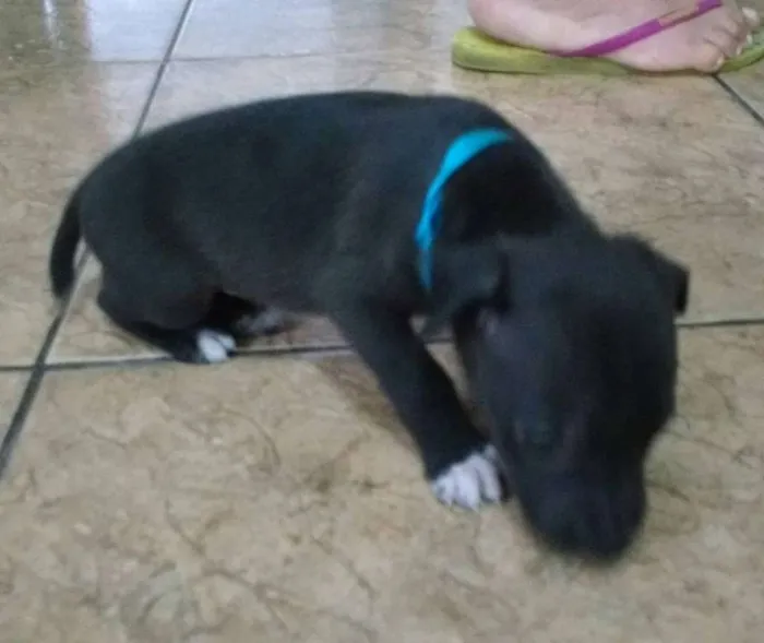 Cachorro ra a Não definida idade Abaixo de 2 meses nome sem nome