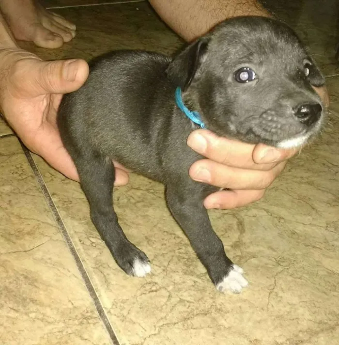Cachorro ra a Não definida idade Abaixo de 2 meses nome sem nome