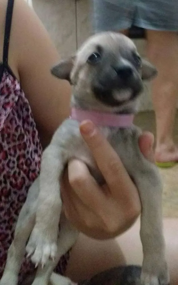Cachorro ra a Não definida idade Abaixo de 2 meses nome sem nome