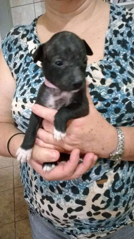 Cachorro ra a Não definida idade Abaixo de 2 meses nome sem nome