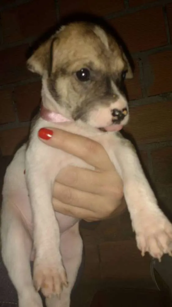 Cachorro ra a Não definida idade Abaixo de 2 meses nome sem nome
