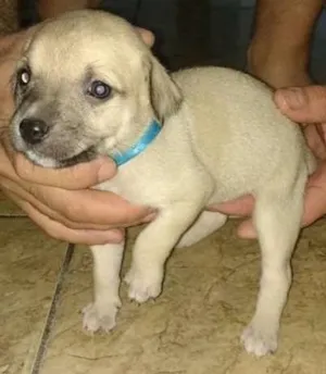 Cachorro raça Não definida idade Abaixo de 2 meses nome sem nome