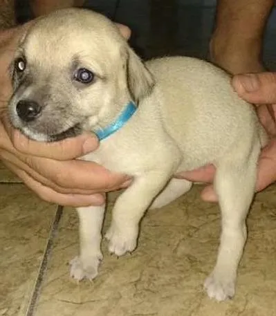 Cachorro ra a Não definida idade Abaixo de 2 meses nome sem nome