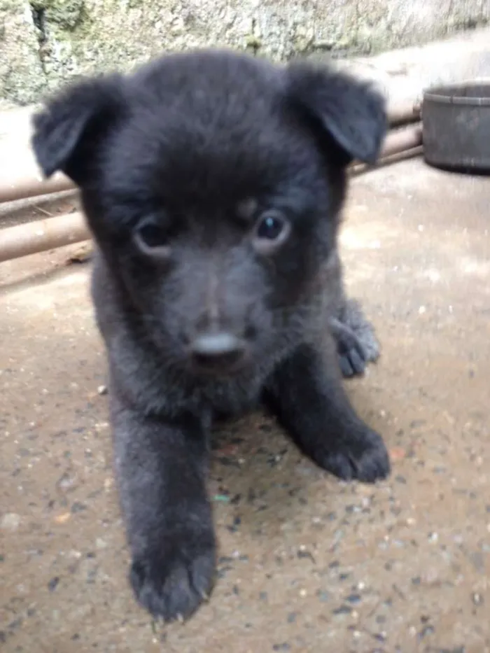 Cachorro ra a pastor com vira lata idade Abaixo de 2 meses nome sem nome