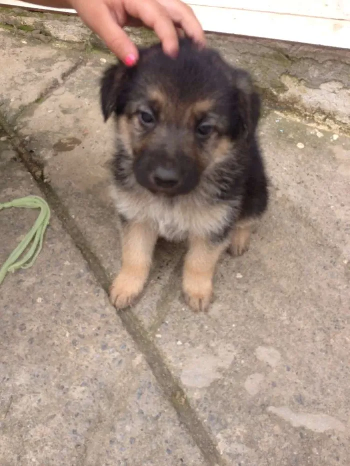 Cachorro ra a pastor com vira lata idade Abaixo de 2 meses nome sem nome
