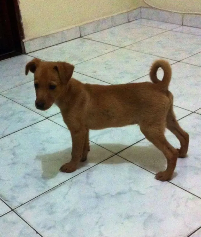 Cachorro ra a SRD idade 2 a 6 meses nome Iron