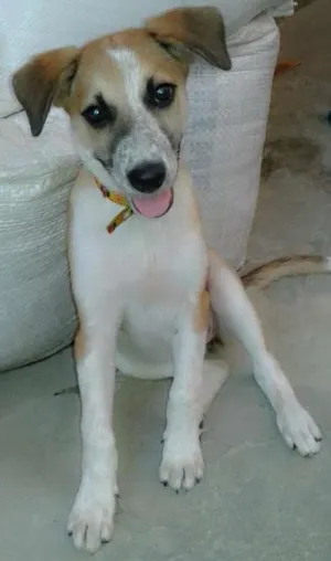 Cachorro raça srd idade 2 a 6 meses nome sakura