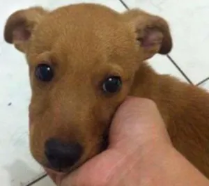 Cachorro raça SRD idade 2 a 6 meses nome Iron