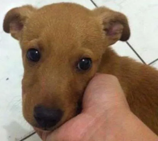 Cachorro ra a SRD idade 2 a 6 meses nome Iron