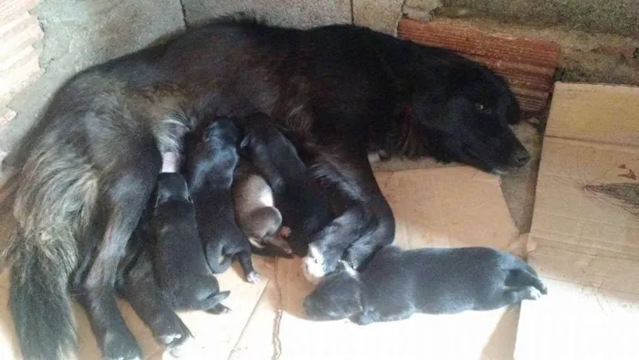 Cachorro ra a SRD idade 1 ano nome Preta