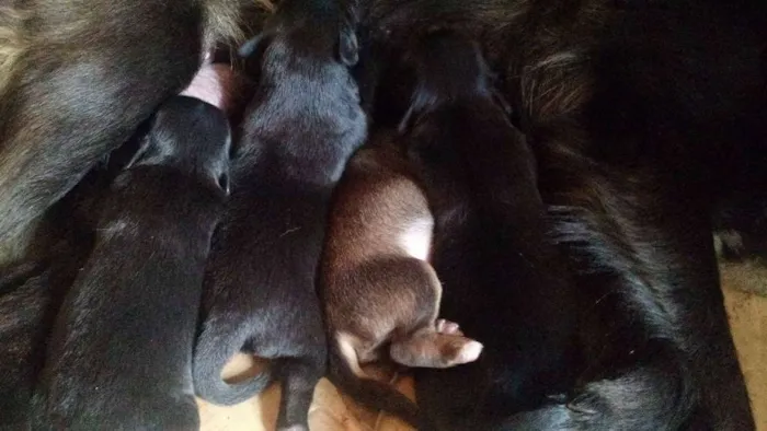 Cachorro ra a SRD idade 1 ano nome Preta