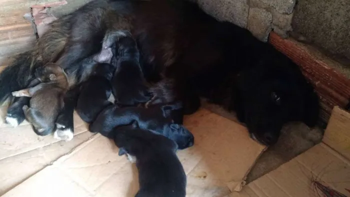 Cachorro ra a SRD idade 1 ano nome Preta