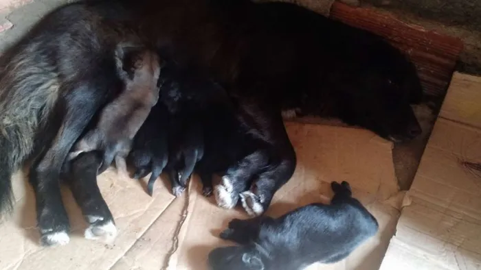 Cachorro ra a SRD idade 1 ano nome Preta