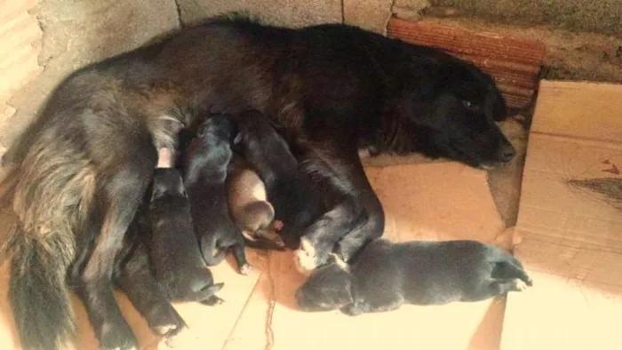 Cachorro ra a SRD idade 1 ano nome Preta